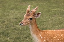 귀여운 외모 ‘꽃사슴’ 유해야생동물 된 이유