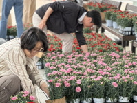 경기 용인시, 카네이션 소비 촉진 행사