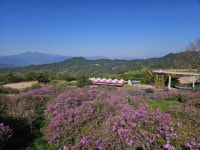 “황매화 꽃길따라 황매산 구경오세요”