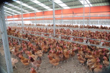 “국산 토종닭 ‘우리맛닭’ 분양 신청하세요”