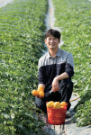 [명산지를 찾아서] 성주 참외, 달콤하면서도 아삭한 식감 조화 ‘탁월’ | 디지털농업