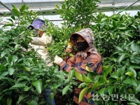 제주위미농협, 공공형 계절근로사업 성공적으로 마쳐