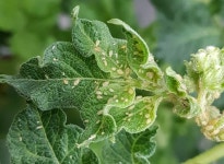 감자밭 진딧물 발생 빨라졌다…“탄저병 등 과수 병해 막아라” 비상