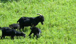 강원도, 미래 전략 축종으로 ‘염소’ 육성한다