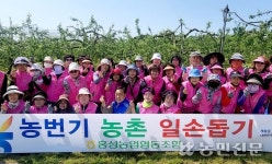 충남 홍성농협, 사과농가 열매솎기 작업 도와