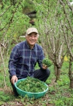 [명산지를 찾아서] 강릉 개두릅 | 디지털농업