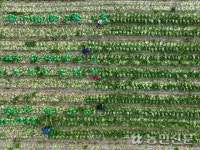 [현장 스케치] 밤낮 없는 문경 노지배추 수확