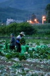 [현장 스케치] 밤낮 없는 문경 노지배추 수확