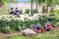공주 유구 색동수국정원 꽃 축제 준비