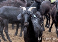 국산염소 혈통인증 ‘첫단추’…“수취값 향상 기대감”