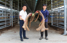 [특수가축 위기이자 기회다] 건강 열풍에 ‘녹용’ 값 급등…수입공세 뚫고 반전 노린다