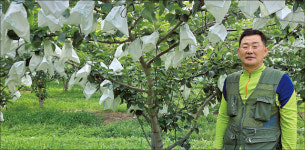 [극한기후시대] 검은별무늬병 강한 ‘초록 배’…배농가 새희망