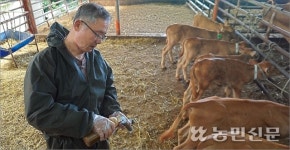 잔병치레 뚝…‘꿀 먹인 송아지’ 가축시장 최고가 행진