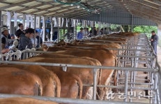 제주 서귀포시축협 7월 가축시장 ‘성료’