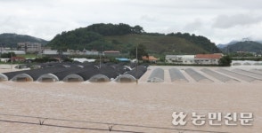 “다 잠겼어요”…폭우가 삼킨 충남 예산군 발연리 비닐하우스 단지