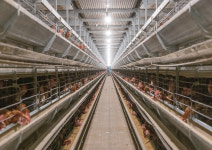 [新부자유친] ‘친환경 양계’ 물려주니 ‘동물복지’로 도약하다 | 월간축산