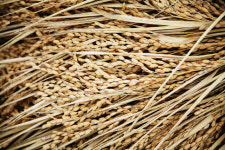 “태양광 제어·자외선 차단”…‘벼 껍질’로 친환경 필름 만든다