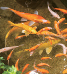 [新귀농귀촌인] 버섯·아쿠아포닉스 체험농장 운영하는 장성훈씨 | 디지털농업