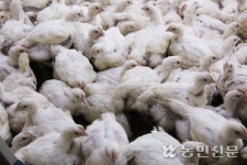 축산계열화사업자 ‘방역 의무’ 강화…‘살처분 보상’도 농가와 나눠 받는다
