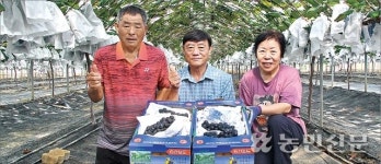 고품질 ‘송산 포도’ 올해 첫 출하