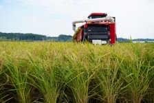 당진해나루쌀조공법인, ‘빠르미향’ 벼 수확…햅쌀시장 선점·기후변화 대응