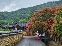 [포토뉴스] 고려동 유적지에 만개한 배롱나무 꽃