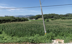 [新부자유친] 3대째 명문 목장의 전통을 이어간다 | 월간축산