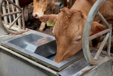 [축산냄새 이렇게 잡았다] 발효사료·효모균으로 ‘냄새 없는 농장’ 실현 | 월간축산
