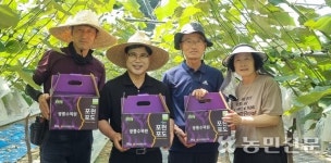 ‘광릉수목원 포천포도’ 생산·판매 지원 온힘