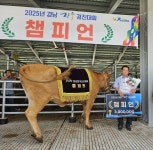 2025년 경남한우경진대회 성료…함양산청축협 김정수 농가 챔피언 영예