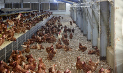 [지속 가능한 축산] 닭의 행복 위한 노력으로 동물복지농장 모델 만든다 | 월간축산