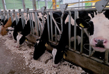 [新부자유친] 믿음직한 장녀의 세심한 개선으로 목장 성적 빛나다 | 월간축산