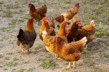 한달반 빨리 나타난 조류인플루엔자…파주 토종닭농장서 항원 검출