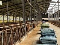 경북 포항시, 한우 농가 사료비 지원 신청 10월1일 마감