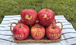“‘APEC’ 문양이 딱”…경북 문자사과, 세계 정상에 선뵌다