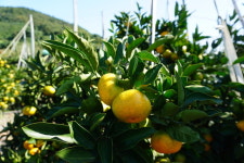 선박 야간운항에 버스까지…완도 소안농협, 섬 지역의 다리 역할 톡톡