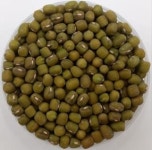 기계수확 수월한 녹두 ‘채흔’ 개발…내년 3월부터 농가  구매 가능