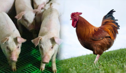 [축산업계 브리핑] 제주산 정육 수출 ‘환영’, ‘토종닭’도 종축으로 관리