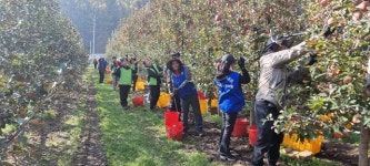 강원 태백농협, 사과밭서 폐농자재 수거 도와