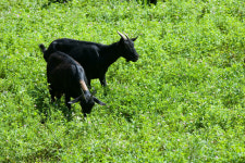 “농가 단결이 살 길”…염소협회·흑염소협회 통합 논의 ‘급물살’