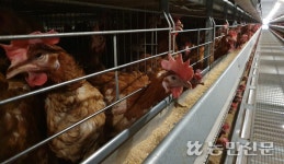 농장간 수평전파 됐나…경기 남부 고병원성 AI ‘비상’