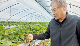 “흙탕물 좌절 딛고 딸기 수확 기대합니더”