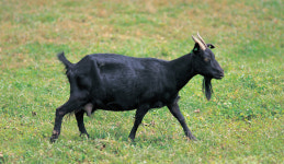 염소협회·흑염소협회 통합 논의 ‘급물살’