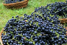 한국 와인 성장세 ‘위풍당당’…이젠 품종별로 만난다
