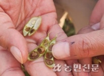작황 부진·수입 공세…제주 콩나물콩 생산기반 ‘흔들’