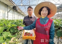 [산지 확대경] 딸기, 이상기상 탓 소과 많아…시세 약세 출발