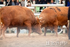 한우 사육농가 “소싸움경기 없애선 안돼”