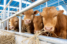 영동서 ‘보툴리즘’ 발생, 소 21마리 폐사…“축사 청소, 사료 햇볕 소독해야”