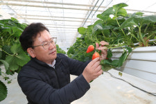 “폭설에 인삼·시설딸기 구조물 무너지지 않도록”