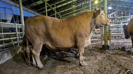 [한우능력평가대회를 빛낸 얼굴들] 강한 암소 개량과 세밀한 사양관리로 거둔 결실 | 월간축산